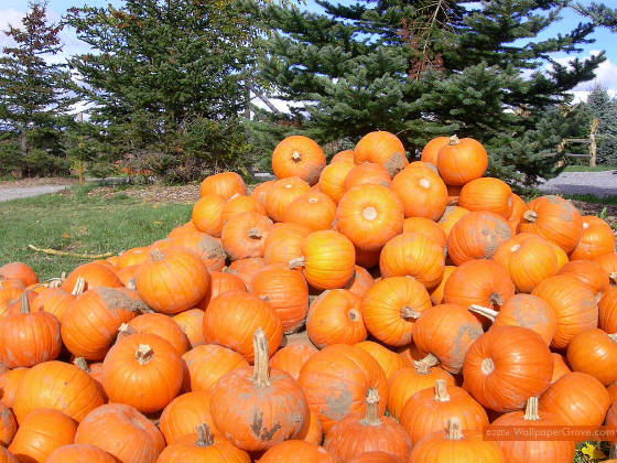 pumpkin1_1152.jpg